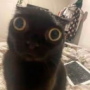 Gizmo_AutomotoRL's avatar