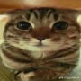 RoZe011's avatar