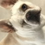 Doggoooo's avatar