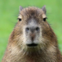 Ceffy_SNP's avatar