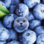 johnsaladtongs' avatar