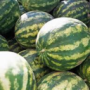00melon00's avatar