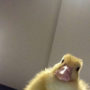 LucaTr's avatar