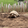 Shdwturtle_rl's avatar