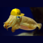 CuttlefishTrading's avatar