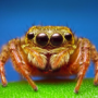 spider182's avatar