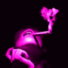 sudsRL