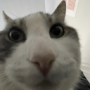 notajojoreference's avatar