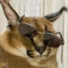 KsiZ's avatar