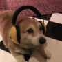 CarlosKatzzz's avatar