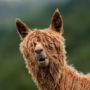 the-alpacas' avatar