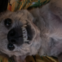 Pur1nk1tten's avatar