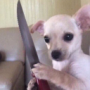 le_chihuahua's avatar