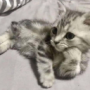 Catzrul2's avatar