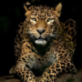 bullukall0_0's avatar