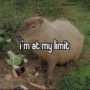 GamingCapy's avatar