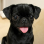 Puug's avatar