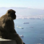 himemonkey's avatar