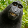 ToKKoT12's avatar