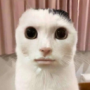 Singular_Strike_Male's avatar